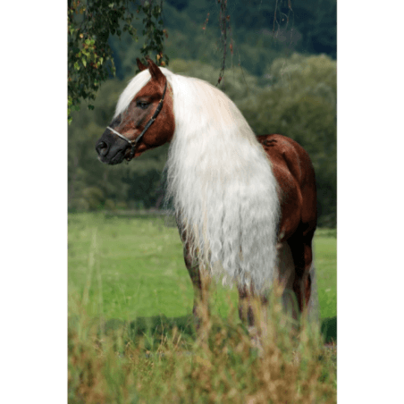 Excellent Horse Hi Gloss Spray 500 ml - 4