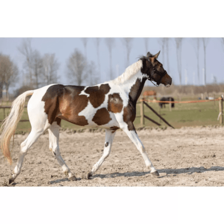 Excellent Horse Hi Gloss Glitter Spray Rose 250 ml - 2